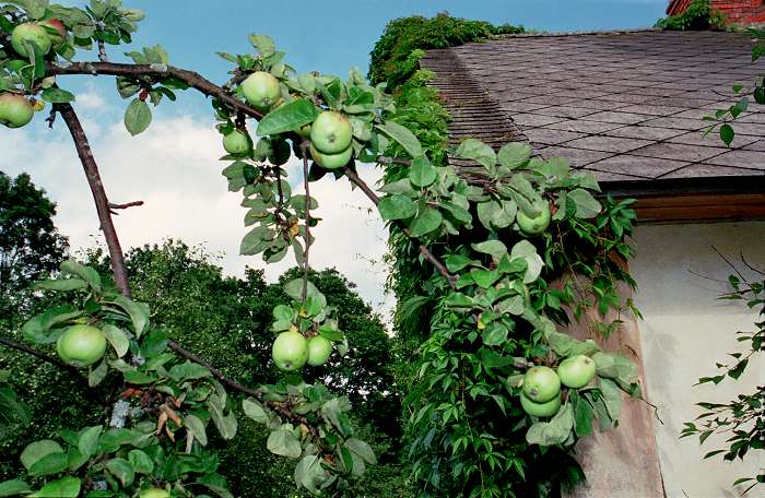 Apple Tree in Alsviki