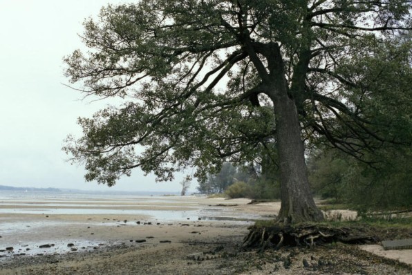 A view of a tree by Ķīšezers Lake, Rīga Latvia