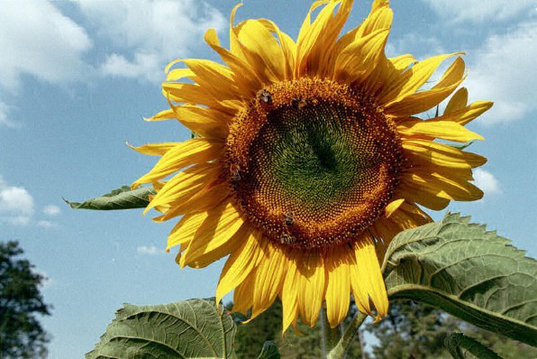 Latvian sunflower