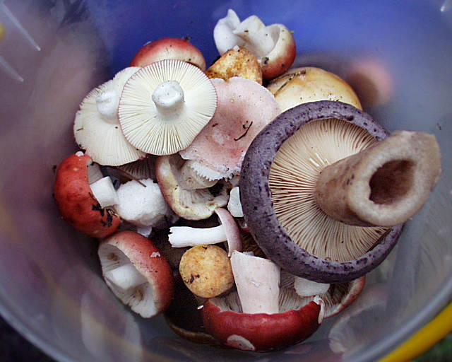 Mushrooms in our bucket